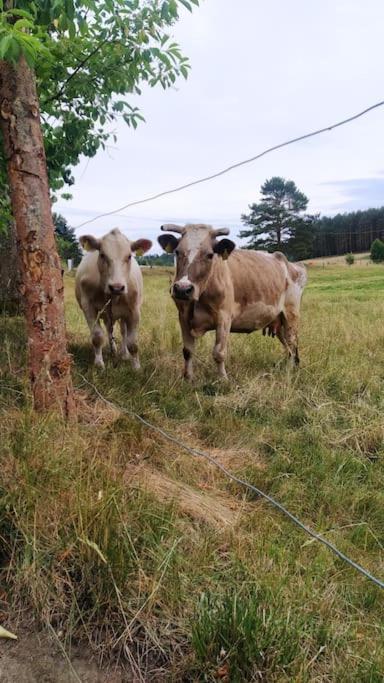 Wrzosowe Wzgorze - Domek Wiejski Klaczno Exteriör bild